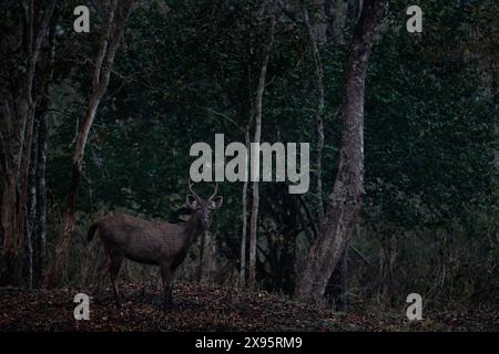 Notte nella foresta. Sambar, Rusa unicolor, in habitat naturale, Kabini Nagarhole NP, India. Cervi selvatici nell'erba, fauna selvatica. Sambar, animla nat Foto Stock