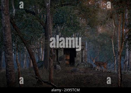 Cervo Chital in rovine di un tempio Chola nella riserva di Nagarhole. fauna selvatica di ndia. Cervi macchiati sull'asse nella foresta. Cervi nell'habitat naturale, Kabini Na Foto Stock