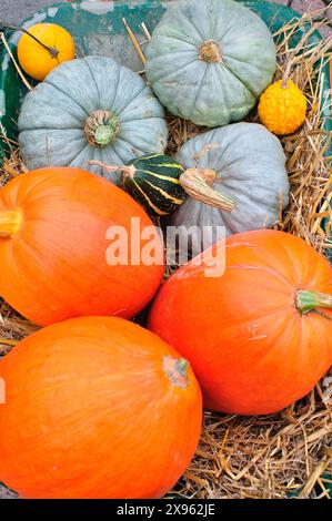 Assortimento di zucche Foto Stock