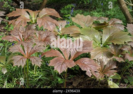 Primo piano delle foglie color bronzo della selezione ornamentale erbacea perenne Rodgersia podophylla donard. Foto Stock