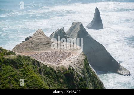 Colonia di Gannet sul promontorio di Cape Krapnappers nuova Zelanda. Foto Stock