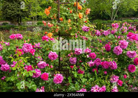 Le rose fioriscono in profusione nei giardini di rose nel giardino murato formale della Biltmore Estate a maggio Foto Stock