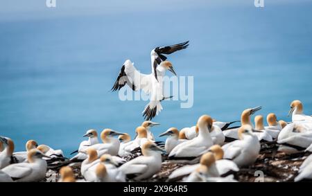 Gannet atterra con ali in alto e piedi in basso a Gannet Colony Cape Kidnappers nuova Zelanda. Foto Stock