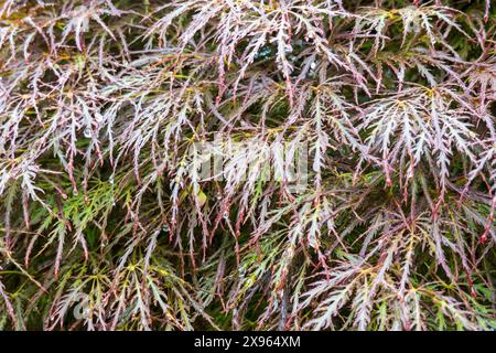 Foglie di Lacy di acero giapponese, acer palmatum Foto Stock