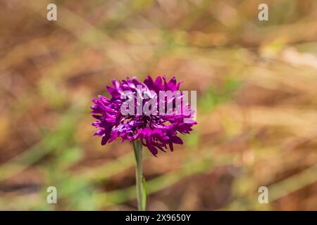 Purple Centaurea cyanus, fiordaliso, che cresce nel prato di fiori selvatici a Sea Pines Forest Preserve, Hilton Head Island, Carolina del Sud Foto Stock