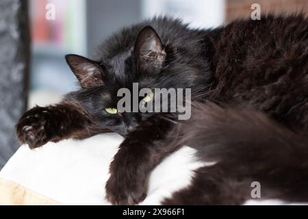 Un gatto nero con occhi verdi vividi si appoggia su una superficie bianca pulita, che mostra la sua pelliccia elegante e lo sguardo accattivante, un'immagine classica di elega felina Foto Stock