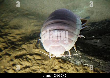 Isopode gigante, Bathynomus giganteus, acquario della baia di Monterey, Monterey, California, STATI UNITI Foto Stock