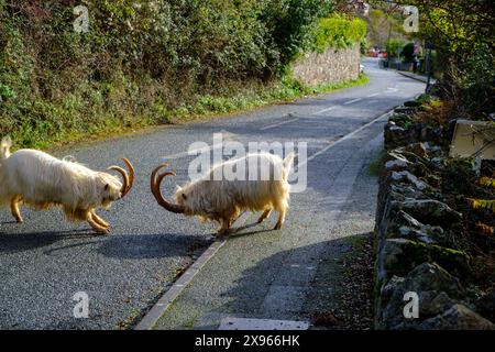 Capre Llandudno Kashmiri che si recano sul Geeat orme a Llandudno, Galles del Nord, Regno Unito Foto Stock