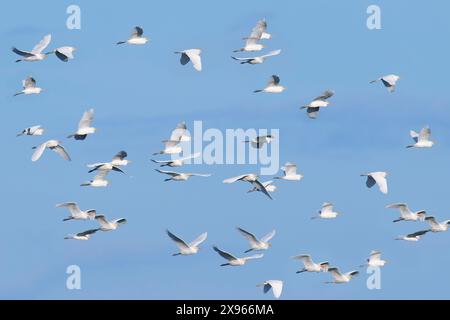 Gregge di Egrets di bovini occidentali (Bubulcus ibis), bacino amazzonico, Brasile, Sud America Foto Stock