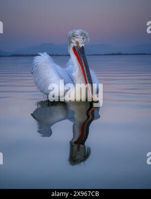 Dalmation Pelican, Lago Kerkini, Macdonia centrale, Grecia, Europa Foto Stock