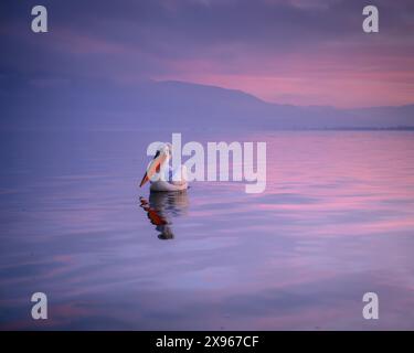 Dalmation Pelican, Lago Kerkini, Macdonia centrale, Grecia, Europa Foto Stock