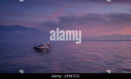 Dalmation Pelican, Lago Kerkini, Macdonia centrale, Grecia, Europa Foto Stock