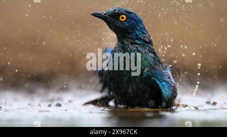 Cape Glossy Starling Bathing, Sudafrica, Africa Foto Stock