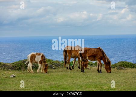 Pony selvatici sull'isola Yonaguni, Isole Yaeyama, Giappone, Asia Foto Stock