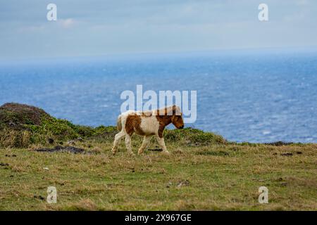 Pony selvatici sull'isola Yonaguni, Isole Yaeyama, Giappone, Asia Foto Stock