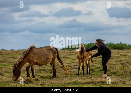 Pony selvatici sull'isola Yonaguni, Isole Yaeyama, Giappone, Asia Foto Stock