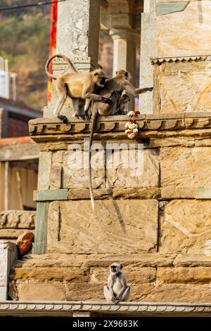 Scimmie a panna Meena ka Kund, Jaipur, Rajasthan, India, Asia Foto Stock