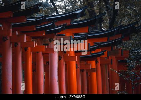 La porta rossa di Torii al santuario Fushimi Inari Taisha a Kyoto, Honshu, Giappone, Asia Foto Stock