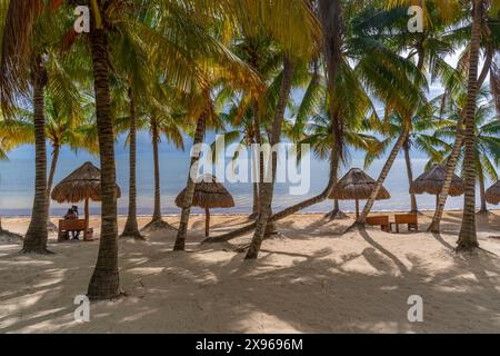 Vista di palme e Playa Delfines, Cancun, costa caraibica, penisola dello Yucatan, Riviera Maya, Messico, Nord America Foto Stock