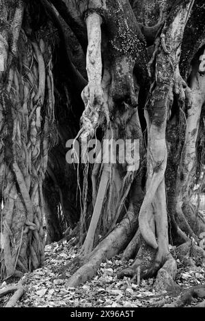 Nuova Zelanda, Isola del Nord, Auckland, Davenport, il fico di Moreton Bay Foto Stock