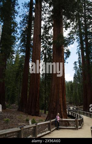 Sequoie giganti, Mariposa Grove, Yosemite National Park, California, Stati Uniti Foto Stock