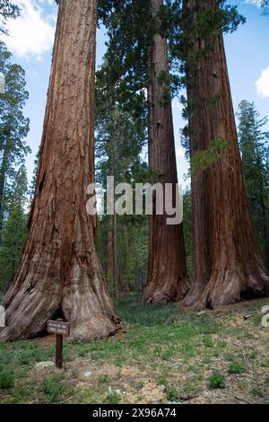 Bachelor and Three Graces Giant Sequoia Trees, Mariposa Grove, Yosemite National Park, California, USA Foto Stock