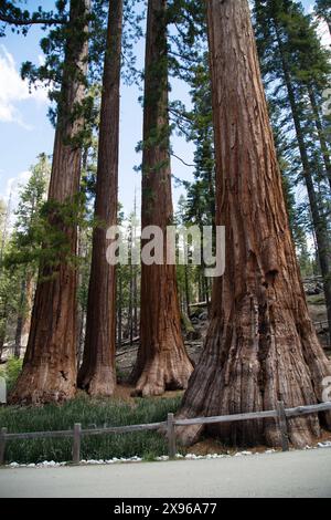 Bachelor and Three Graces Giant Sequoia Trees, Mariposa Grove, Yosemite National Park, California, USA Foto Stock