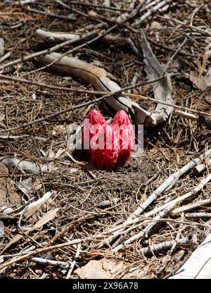 Il Fiore delle nevi, Sarcodes sanguinea, un dicot, è un'erba perenne (micoparassita) originaria della California. Parco nazionale di Yosemite. Foto Stock