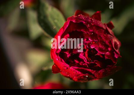 Peonia rossa con gocce di pioggia su sfondo scuro. Bagnare la peonia di Bordeaux con gocce d'acqua, primo piano. Fiore fiorito con rugiada. Motivo floreale. Bellezza nella natura. Foto Stock