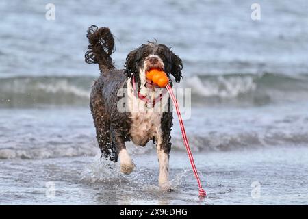 Cane d'acqua portoghese che gioca a fetch con un giocattolo all'oceano Foto Stock