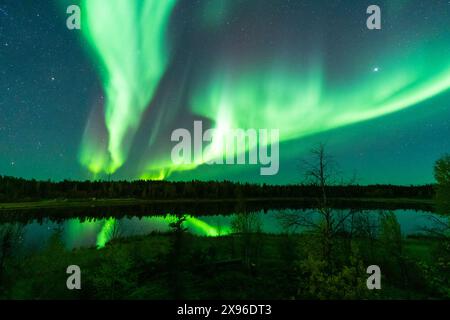 Aurora verde e abeti sagomati. Yellowknife, territori del Nord-Ovest, Canada. Foto vere. Foto Stock