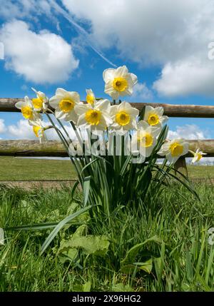 Piccolo gruppo di graziosi narcisi gialli e bianchi che crescono di fronte a palo di legno e recinzione ferroviaria in primavera con cielo blu sopra, Inghilterra, Regno Unito Foto Stock