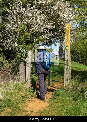 Camminatrice / rambler con zaino e cancello apribile sul sentiero lungo Leicestershire con fiore primaverile, Inghilterra, Regno Unito Foto Stock