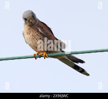 Un maschio Kestrel (Falco tinnunculus) che cerca prede da un cavo sospeso nel Cotswold Hills Gloucestershire Regno Unito Foto Stock