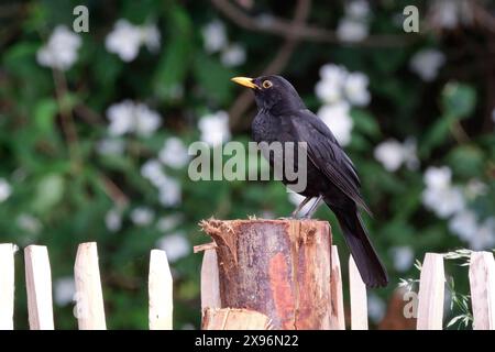 Amsel Turdus merula o Schwarzdrossel. Amsel Turdus merula o Schwarzdrossel. 20240518MIC0152 *** Blackbird Turdus merula o Black Thrush Blackbird Turdus merula o Black Thrush 20240518MIC0152 Foto Stock