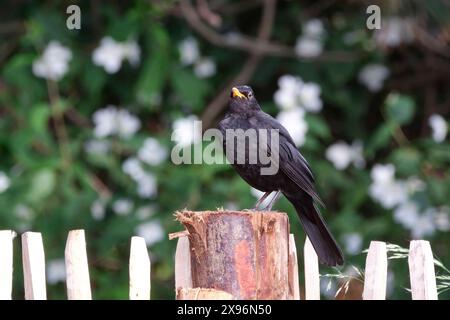 Amsel Turdus merula o Schwarzdrossel. Amsel Turdus merula o Schwarzdrossel. 20240518MIC0143 *** Blackbird Turdus merula o Black Thrush Blackbird Turdus merula o Black Thrush 20240518MIC0143 Foto Stock