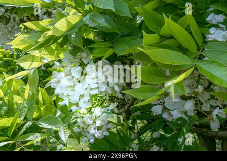 La Wisteria è una grande pianta di arrampicata che può vivere a lungo. Produce una profusione di fiori bianchi che pendono in grande massa in primavera Foto Stock