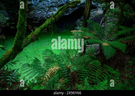 Australia, Tasmania, Tarkine Forest, Trowutta Arch, stagno Foto Stock