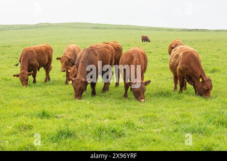 Mandria di bovini rubini del Devon del Nord Foto Stock