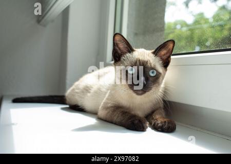 Bel ritratto di gattino siamese. Gatto che si rilassa sul davanzale. Foto di alta qualità Foto Stock