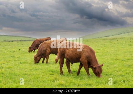 18 mesi fa, ruby Red Devon bullock Foto Stock