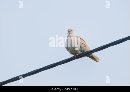 Streptopelia decaocto, nota anche come colomba eurasiatica con collare, appollaiata sul filo elettrico. Isolato sullo sfondo del cielo. Foto Stock