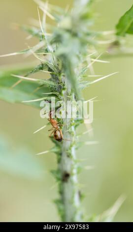 Una formica rossa "Farming" aphids a sud-ovest di Turkiye Foto Stock