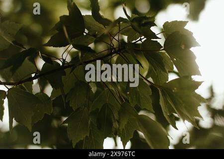 Illuminazione intensa sull'incredibile tela che è la macro-shot dell'erba Foto Stock