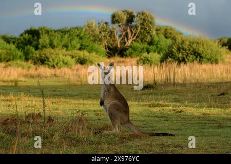 Australia, Victoria, Foster, Wilsons Promontory, National Park, canguro Foto Stock