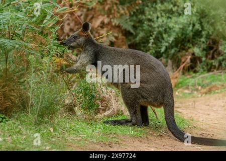 Australia; Victoria; Foster; Wilsons Promontory; National Park, Wallaby, Wallabia bicolor Foto Stock