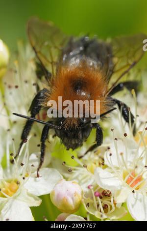 Primo piano verticale naturale su una regina di sposi Tree bumblebee, Bombus Hypnorum su un fiore bianco Foto Stock