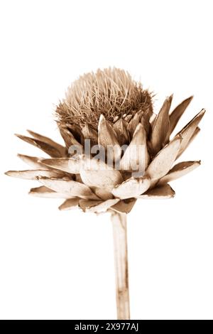 Un solo fiore di carciofo essiccato seppia su sfondo bianco, foto botanica con vista laterale ravvicinata Foto Stock