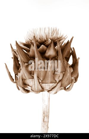 Un solo fiore di carciofo essiccato seppia su sfondo bianco, foto botanica con vista laterale ravvicinata Foto Stock