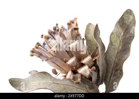 Fiore di protea essiccato su sfondo bianco, vista laterale della fotografia botanica Foto Stock